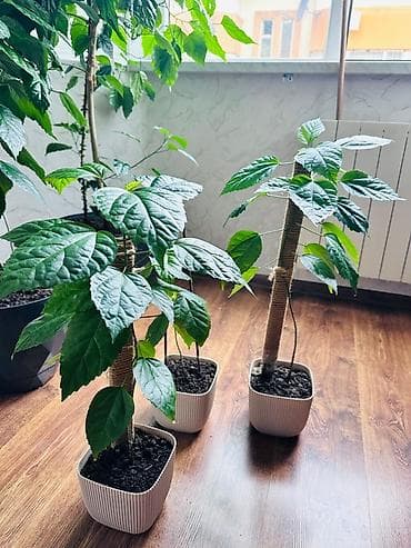 Qırmızı güləbətin (Hibiscus rosa-sinensis) – şlamdan böyüdülmüş at lalafo.az Qırmızı güləbətin (Hibiscus rosa-sinensis) – şlamdan böyüdülmüş