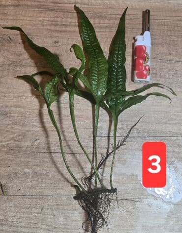 Fork Leaf Java Fern. Haçayarpaq Poporotnik. 4 ədədi 10AZN. Tək-tək 2-3 lalafo.az -da Fork Leaf Java Fern. Haçayarpaq Poporotnik. 4 ədədi 10AZN. Tək-tək 2-3