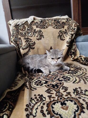 Şinşilla lalafo.az -da Şinşilla