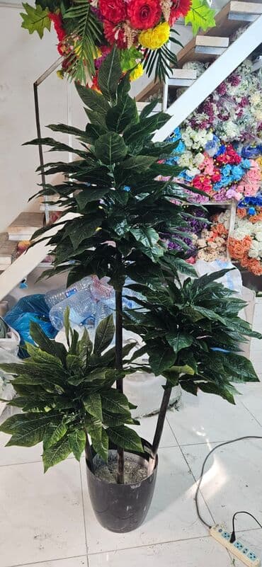 Другие растения: 90 man baslayan qiymetler yagisa gunese davamli suni agaclar at lalafo.az — 5 Другие растения: 90 man baslayan qiymetler yagisa gunese davamli suni agaclar — 5