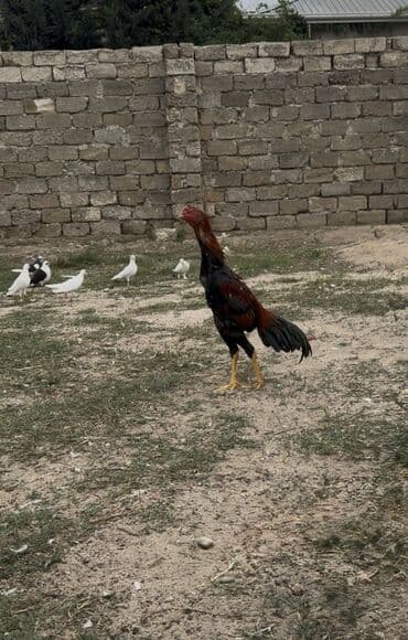 Sosyete 9 aylıq beçə eldarın şanasın basan sosyetenin oğlu götürümü lalafo.az -da Sosyete 9 aylıq beçə eldarın şanasın basan sosyetenin oğlu götürümü