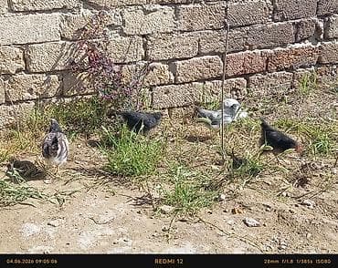 Salam təcili satılır colpalar satılır biri 8m toyuq biri 15m xoruz lalafo.az -da Salam təcili satılır colpalar satılır biri 8m toyuq biri 15m xoruz