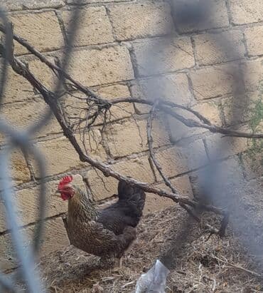 Toyuq yumurtlayan satılır. Tam sağlamdır, xırda sort deyil iridir. 2 lalafo.az -da Toyuq yumurtlayan satılır. Tam sağlamdır, xırda sort deyil iridir. 2