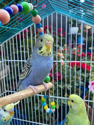 Məhəbbət quşları 18 azn. Fərqli rəngləri olur. Cüt alana endirim lalafo.az -da Məhəbbət quşları 18 azn. Fərqli rəngləri olur. Cüt alana endirim