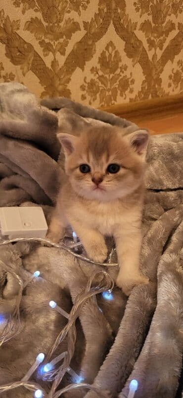 Şotland lalafo.az -da Şotland