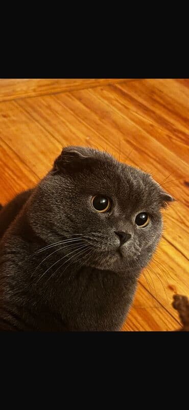 Şotland yastı qulaq, Erkək, Cütləşmə üçün lalafo.az -da Şotland yastı qulaq, Erkək, Cütləşmə üçün