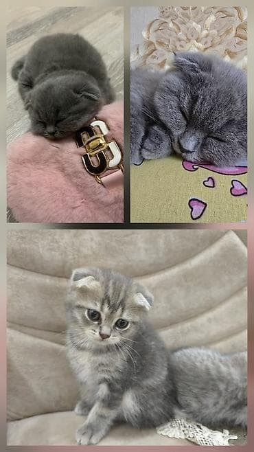 Şotland yastı qulaq, Erkək, Yaxşı əllərə, Ünvandan götürmə lalafo.az -da Şotland yastı qulaq, Erkək, Yaxşı əllərə, Ünvandan götürmə