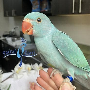 Mavi bala dişi ajerella alıram münasib qiymətə satanlar əlaqə saxlasın lalafo.az -da Mavi bala dişi ajerella alıram münasib qiymətə satanlar əlaqə saxlasın