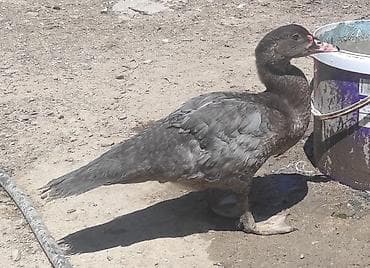 Erkək, | Macar, Damazlıq, Ünvandan götürmə lalafo.az -da Erkək, | Macar, Damazlıq, Ünvandan götürmə
