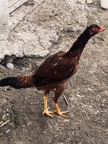 Toyuq cücələri, Damazlıq lalafo.az -da Toyuq cücələri, Damazlıq