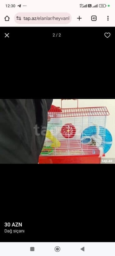 Ələ gələn dişləməyən mehriban xamyak, 2mərtəbəli xamyak qəfəsi 1aylıq lalafo.az -da Ələ gələn dişləməyən mehriban xamyak, 2mərtəbəli xamyak qəfəsi 1aylıq