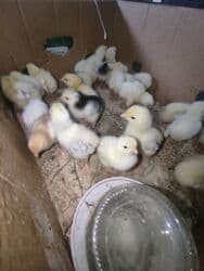 Toyuq cücələri, Damazlıq, Ödənişli çatdırılma, Ünvandan götürmə lalafo.az -da Toyuq cücələri, Damazlıq, Ödənişli çatdırılma, Ünvandan götürmə