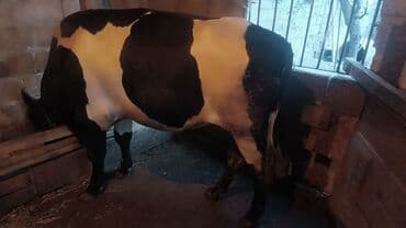 3 ədəddir 2 si dişi biri erkey pencere olan şekil erkeydi 230k eti var lalafo.az -da 3 ədəddir 2 si dişi biri erkey pencere olan şekil erkeydi 230k eti var