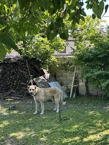 Алабай, 1 год, Самец, Бесплатная доставка at lalafo.az Алабай, 1 год, Самец, Бесплатная доставка