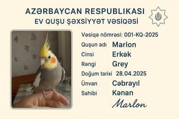 Ələ Tam örgəşib Aşkim deyir melodik oxuyur çöldə çiyində gəzdimək olur lalafo.az -da Ələ Tam örgəşib Aşkim deyir melodik oxuyur çöldə çiyində gəzdimək olur