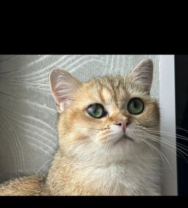 Qızıl şinşilla, Erkək, Yaxşı əllərə, Ödənişli çatdırılma lalafo.az -da Qızıl şinşilla, Erkək, Yaxşı əllərə, Ödənişli çatdırılma