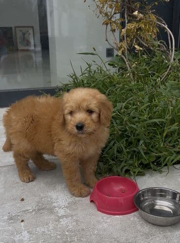 3 ay, Erkek, Peyvəndli, Ünvandan götürmə lalafo.az -da 3 ay, Erkek, Peyvəndli, Ünvandan götürmə