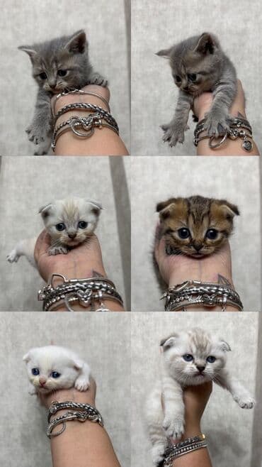 Şotland yastı qulaq lalafo.az -da Şotland yastı qulaq