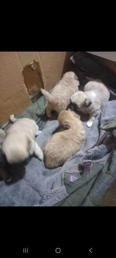 Balaca itlər 5 dene 2 disi 3 erkek 35 gunlukdu yemek yeyirler cut lalafo.az -da Balaca itlər 5 dene 2 disi 3 erkek 35 gunlukdu yemek yeyirler cut