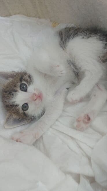 Britan, Erkək, Yaxşı əllərə, Ödənişli çatdırılma lalafo.az -da Britan, Erkək, Yaxşı əllərə, Ödənişli çatdırılma