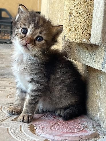 Balaca pişik balası – tüklü və mehriban dost - İtinayla böyüyən, çox lalafo.az -da Balaca pişik balası – tüklü və mehriban dost - İtinayla böyüyən, çox