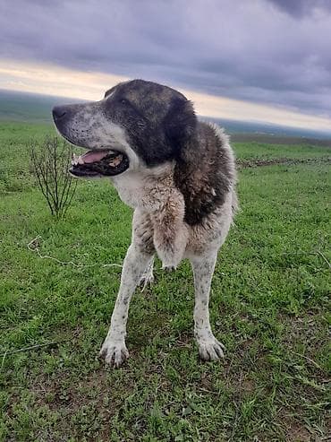 Alabay lalafo.az -da Alabay