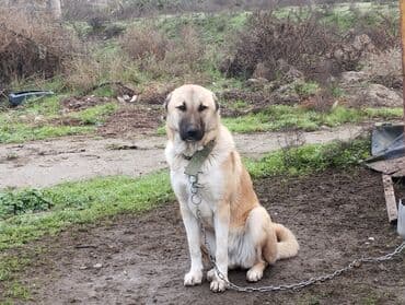 Kanqal lalafo.az -da Kanqal