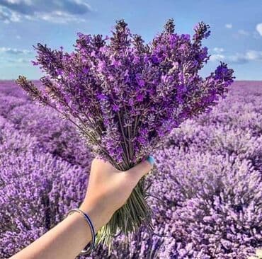 Lavanda t0xumu 
vacap aktivdir - o556l89l2l lalafo.az -da Lavanda t0xumu 
vacap aktivdir - o556l89l2l