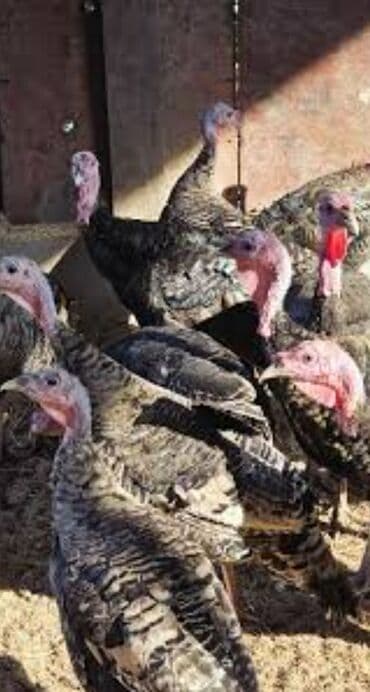 200 ədəd . tek Qiymət 25 AZN. Məhsul: Hind quşları (qara-naxışlı lalafo.az -da 200 ədəd . tek Qiymət 25 AZN. Məhsul: Hind quşları (qara-naxışlı