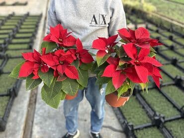 Bitki dərmanları: Atatürk gülləri qiymət çəhrayı ağlar kiçik ölçülər 12azn böyüklər lalafo.az -da — 2 Bitki dərmanları: Atatürk gülləri qiymət çəhrayı ağlar kiçik ölçülər 12azn böyüklər — 2