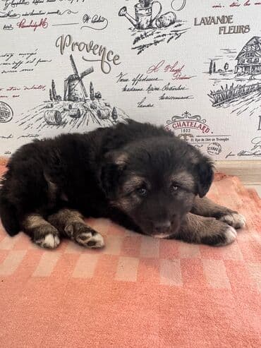 Peyvəndli lalafo.az -da Peyvəndli