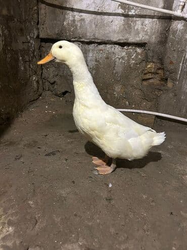 Təmiz Kuban ördeyi satılır diri çekisi 3 klodur təcili satılır real lalafo.az -da Təmiz Kuban ördeyi satılır diri çekisi 3 klodur təcili satılır real