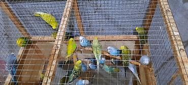 Hazir bala vermis quşlar.cutu 20 manat. Hamisin alana biri 9 manat lalafo.az -da Hazir bala vermis quşlar.cutu 20 manat. Hamisin alana biri 9 manat