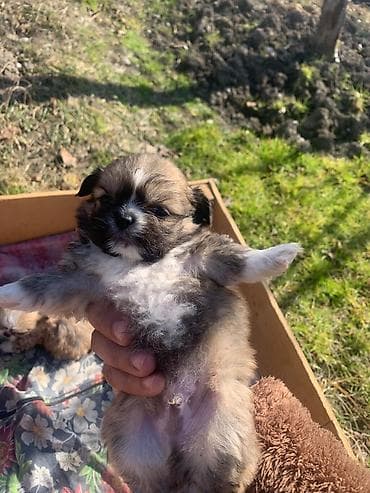 Pekines lalafo.az -da Pekines