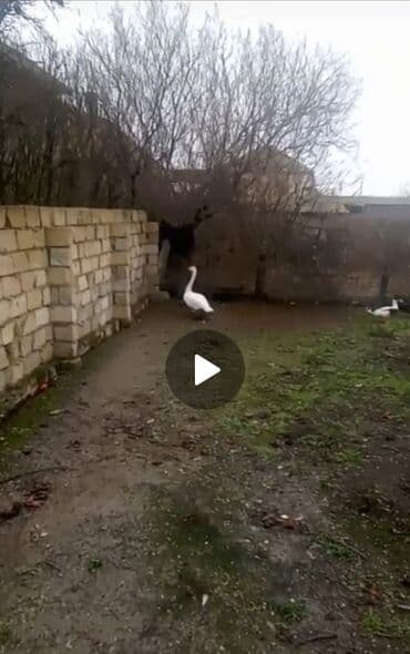 Qu quşu satilir əlavə məlumat üçün nömrə ilə əlaqə saxlayın lalafo.az -da Qu quşu satilir əlavə məlumat üçün nömrə ilə əlaqə saxlayın