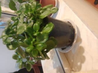 Удобрения: Ətirli pelargonium (sardunya) – iri, sıx yarpaqlı otaq bitkisi. - at lalafo.az — 4 Удобрения: Ətirli pelargonium (sardunya) – iri, sıx yarpaqlı otaq bitkisi. - — 4