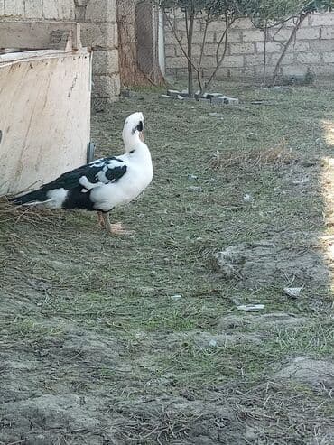 Muscovy ördəyi (barbarısk) – ağ-qara rəngli - Cins: Muscovy lalafo.az -da Muscovy ördəyi (barbarısk) – ağ-qara rəngli - Cins: Muscovy
