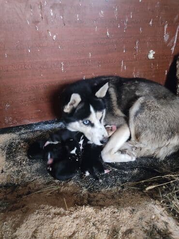 Xaski, 1 ay, Erkek lalafo.az -da Xaski, 1 ay, Erkek