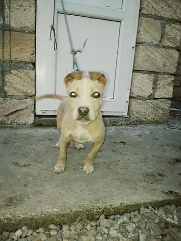 Pitbul, Peyvəndli lalafo.az -da Pitbul, Peyvəndli