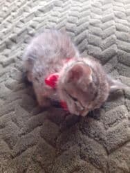 Реечные панели: Самец, Самка, В добрые руки at lalafo.az — 5 Реечные панели: Самец, Самка, В добрые руки — 5