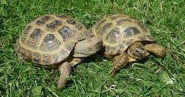 Pulsuz Quru tisbagasi aliram balaca olsun boyukde olar ucuz satan lalafo.az -da Pulsuz Quru tisbagasi aliram balaca olsun boyukde olar ucuz satan