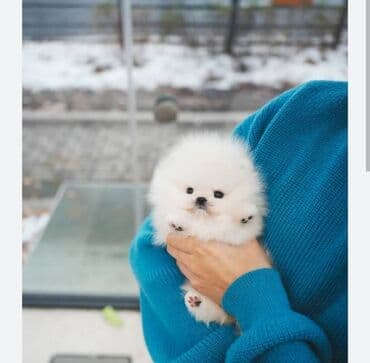 Şpitz, 2 ay, Erkek, Pulsuz çatdırılma lalafo.az -da Şpitz, 2 ay, Erkek, Pulsuz çatdırılma