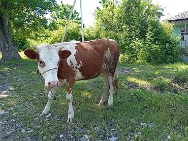 Süd istiqamətli mal-qara – ala rəngli dişi qiymət ərkək danaya aiddir lalafo.az -da Süd istiqamətli mal-qara – ala rəngli dişi qiymət ərkək danaya aiddir