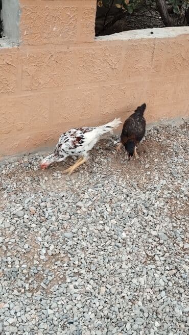 Toyuq cücələri, Ətlik, Rayonlara çatdırılma lalafo.az -da Toyuq cücələri, Ətlik, Rayonlara çatdırılma