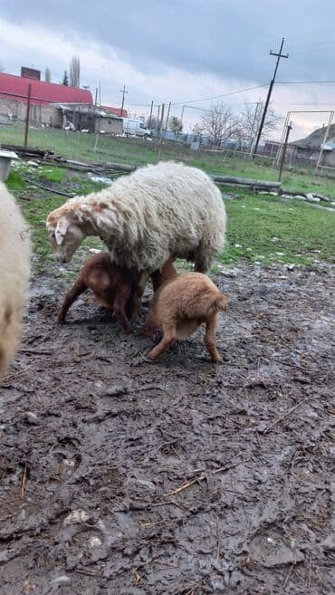10 baş heyvandı 2si balalı 3cü qarn (əkizlərin biri erkək biri dişi; lalafo.az -da 10 baş heyvandı 2si balalı 3cü qarn (əkizlərin biri erkək biri dişi;