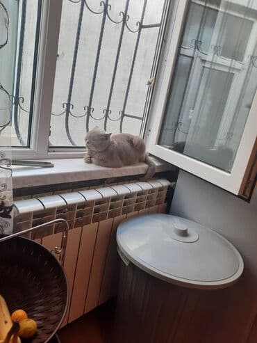 Satılır isdiyen olsa 055 445 48 96 vapcapda yaza biler qiymeti diyecem lalafo.az -da Satılır isdiyen olsa 055 445 48 96 vapcapda yaza biler qiymeti diyecem