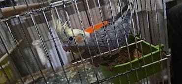 2 korella ələ öyrəşib. Çiyinlərdə oturur 1 erkək 1 dişi Böyük qəfəslə lalafo.az -da 2 korella ələ öyrəşib. Çiyinlərdə oturur 1 erkək 1 dişi Böyük qəfəslə