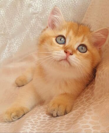 Britan yastı qulaq, Erkək, Dişi, Yaxşı əllərə, Ödənişli çatdırılma, Pulsuz çatdırılma, Rayonlara çatdırılma lalafo.az -da Britan yastı qulaq, Erkək, Dişi, Yaxşı əllərə, Ödənişli çatdırılma, Pulsuz çatdırılma, Rayonlara çatdırılma