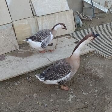 Saxaroqa (Çin qazı) – cütlük və təmizlənmiş ət.salam qiymət birinə lalafo.az -da Saxaroqa (Çin qazı) – cütlük və təmizlənmiş ət.salam qiymət birinə