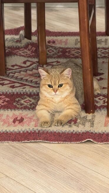 Qızıl şinşilla, Dişi lalafo.az -da Qızıl şinşilla, Dişi